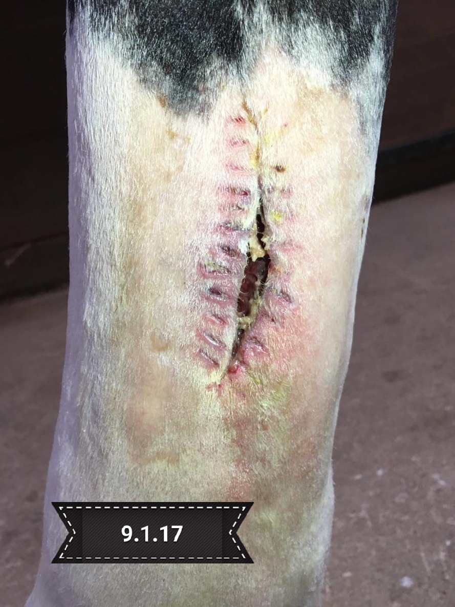 equine wound care