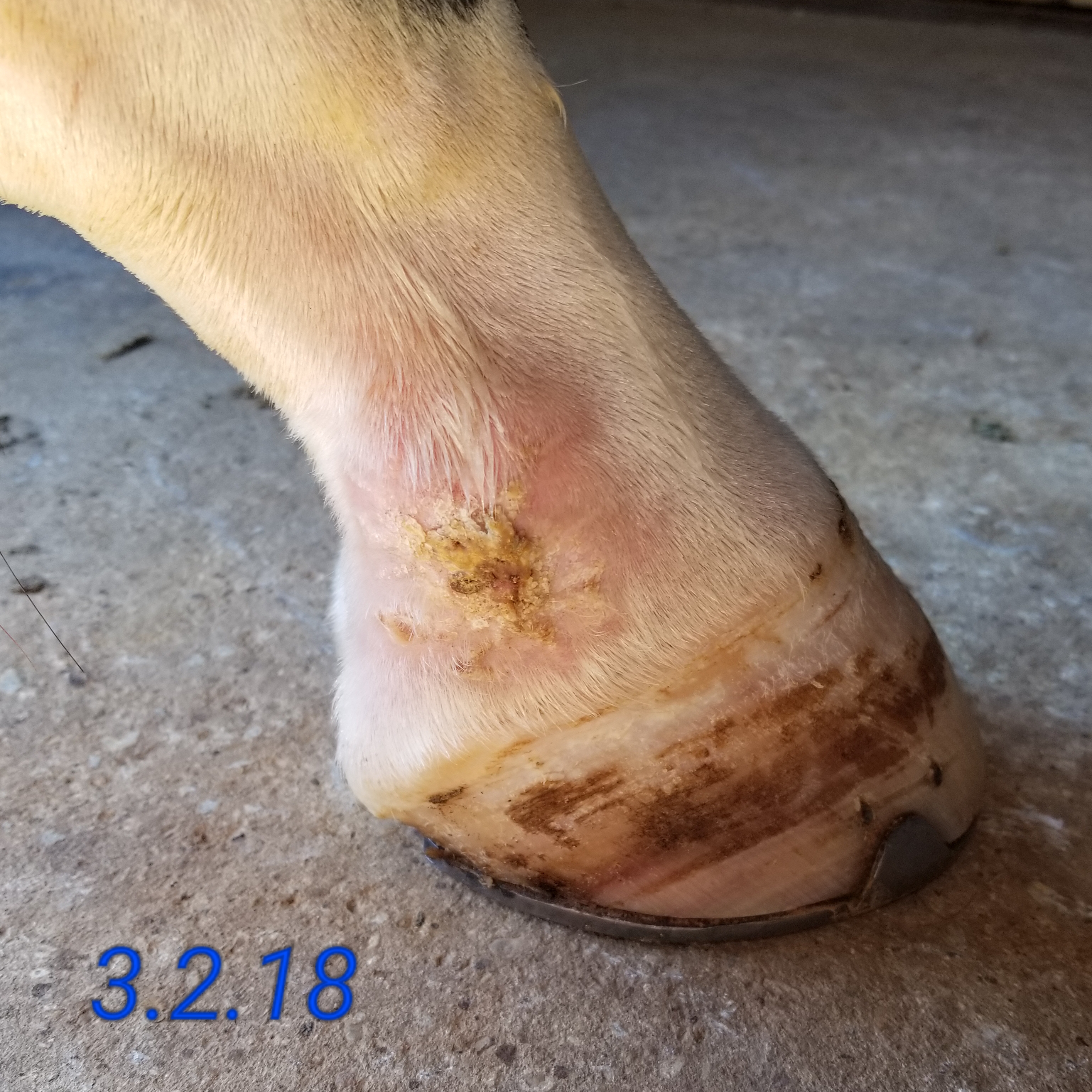 equine wound care