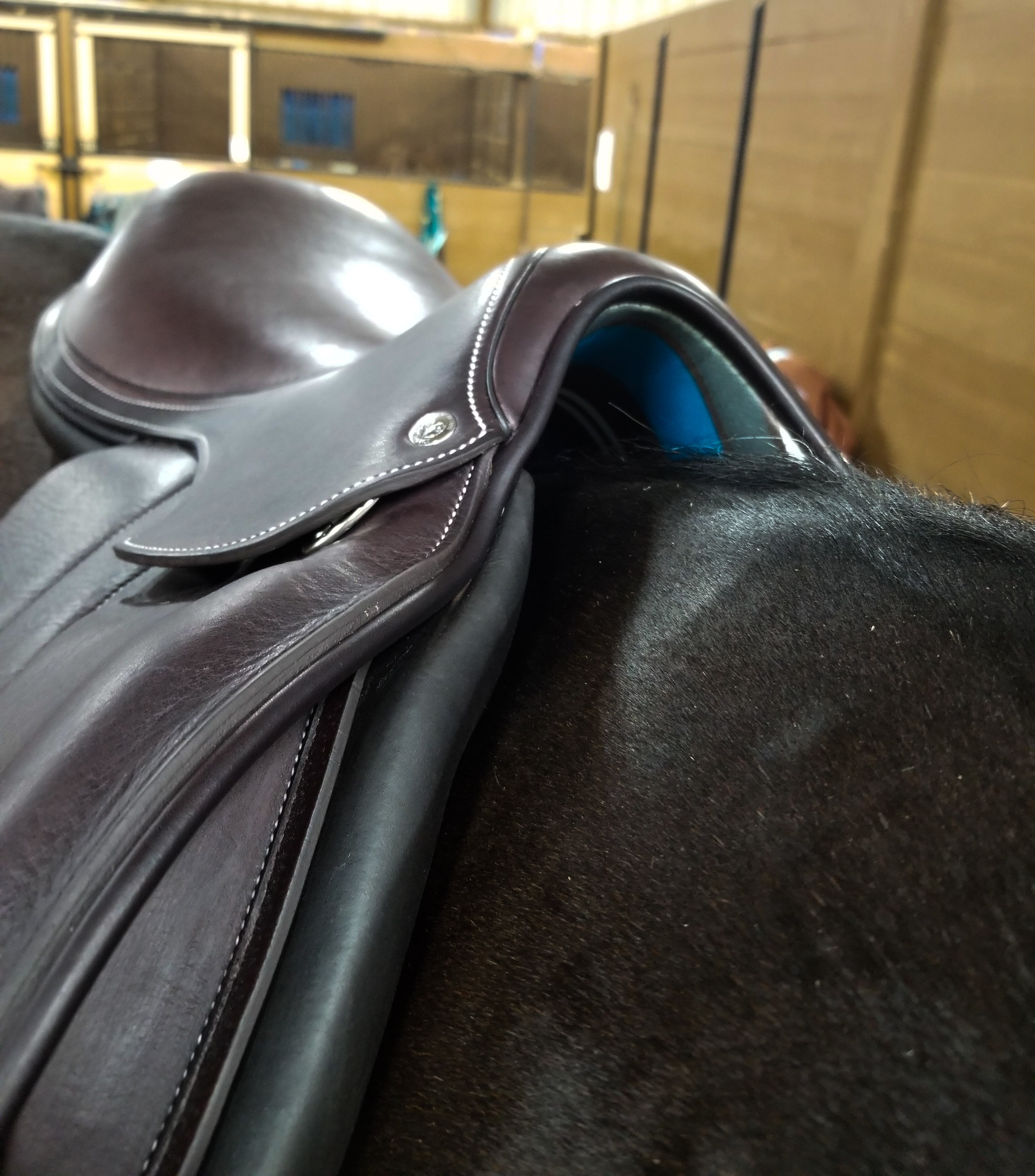 voltaire design saddle Hunky Hanoverian